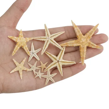 1 Box Prírodné Hviezdice Seashell Pláži Plavidlá Prírodnej Morskej Hviezdy DIY Pláži Svadobné Dekorácie Remesiel Domova Epoxidové 1-5 cm