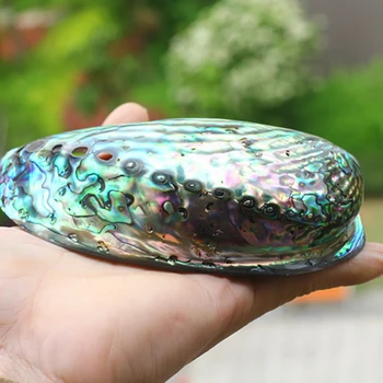 10-12 cm Veľké Rainbow Abalone Shell Kúzlo Pláži Seashell Auto Office Dom Dekor
