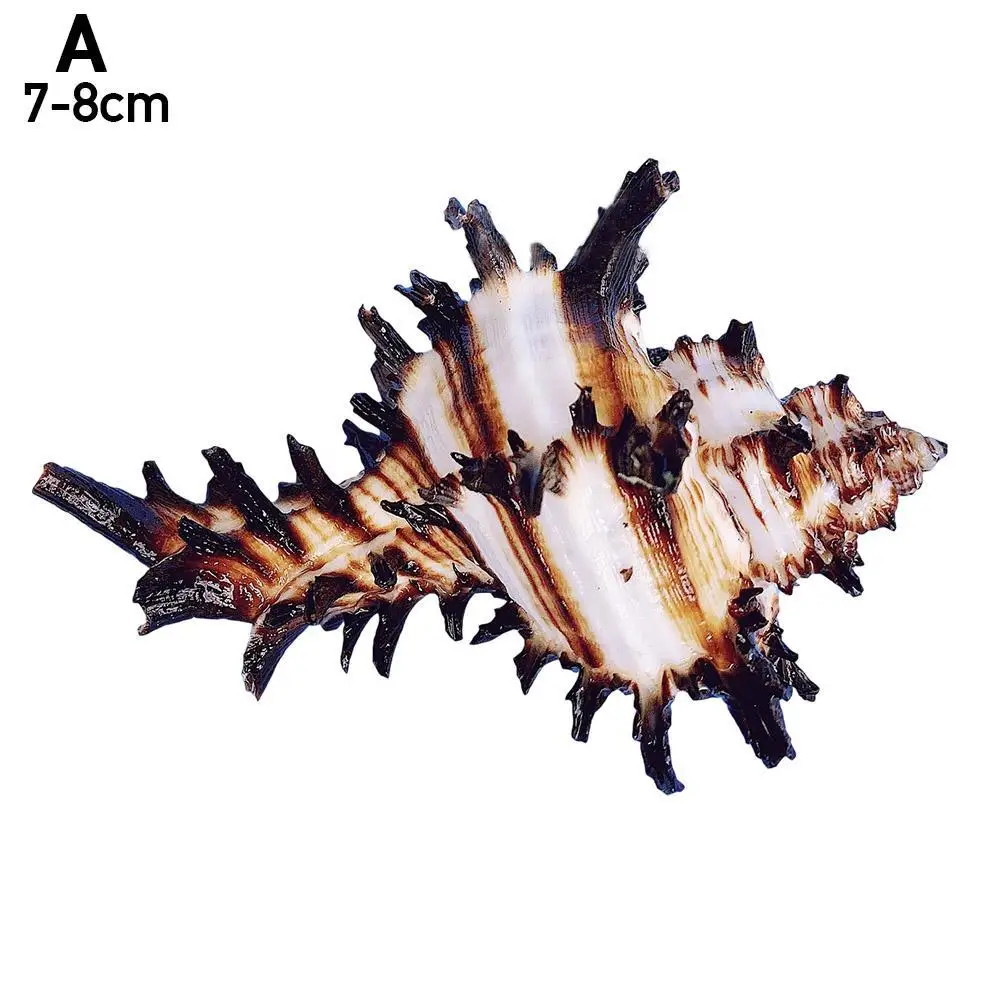 8-12 cm Prírodné Slimák Shell NÁS Black Murex Black Zebra Kosť Vzor Conch mušľami Námorných Domova Akvárium Krajiny