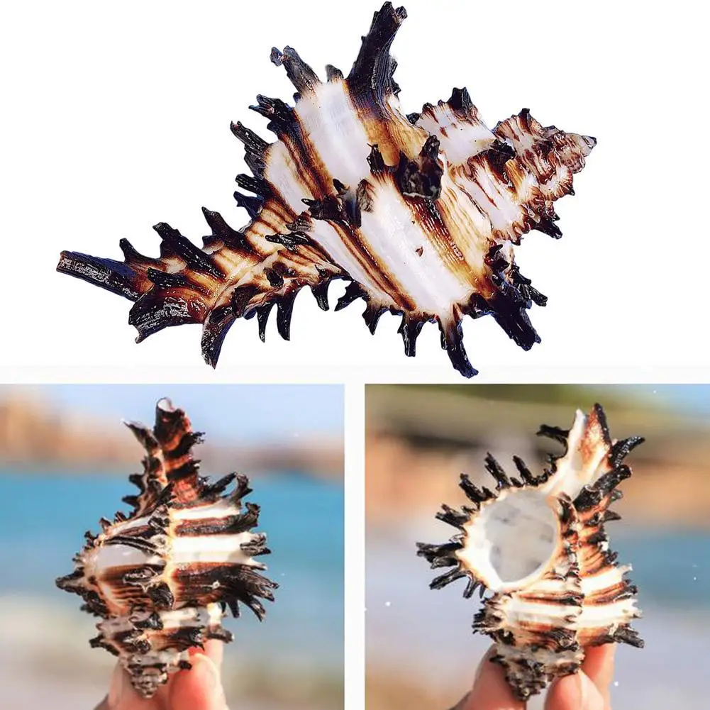 8-12 cm Prírodné Slimák Shell NÁS Black Murex Black Zebra Kosť Vzor Conch mušľami Námorných Domova Akvárium Krajiny